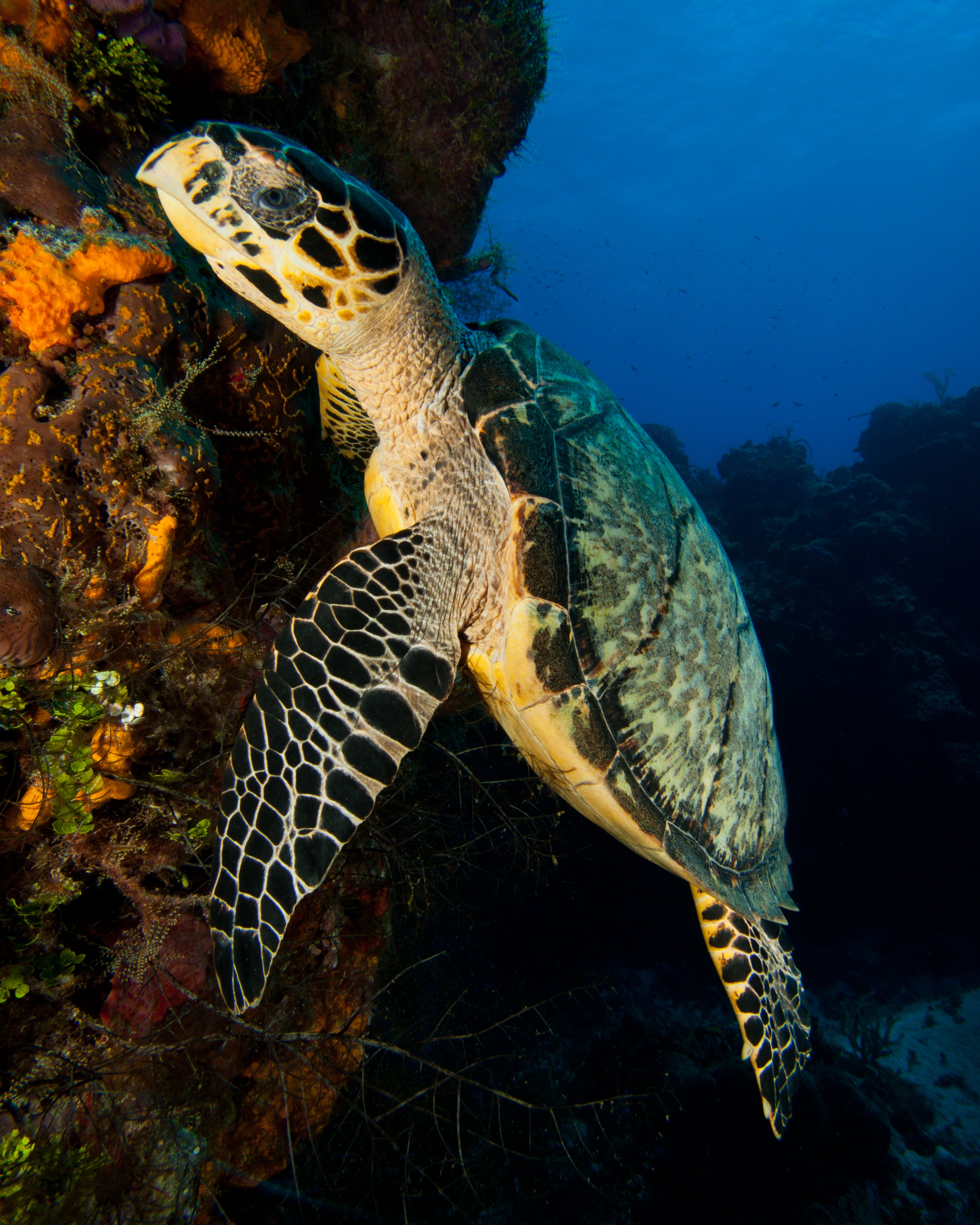 Tortoise on a rocky surface with a blue sky background